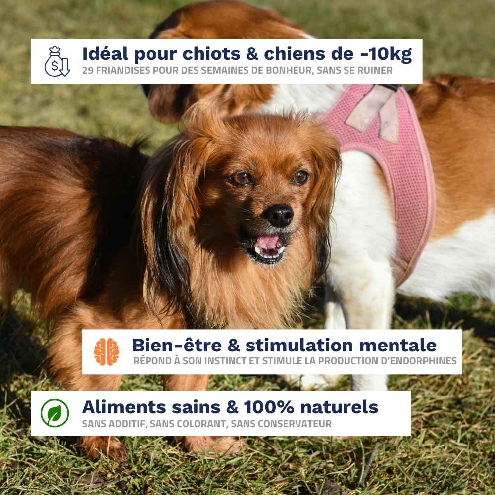 Welpen & Kleine Hunde Paket